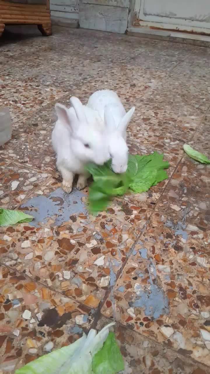 خرگوش|موش و خرگوش|اهواز, بیست متری شهرداری|دیوار