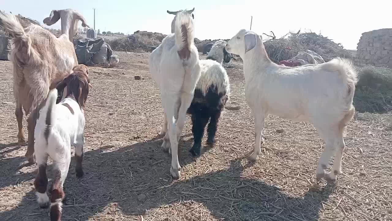 گوسفند|حیوانات مزرعه|زابل, |دیوار