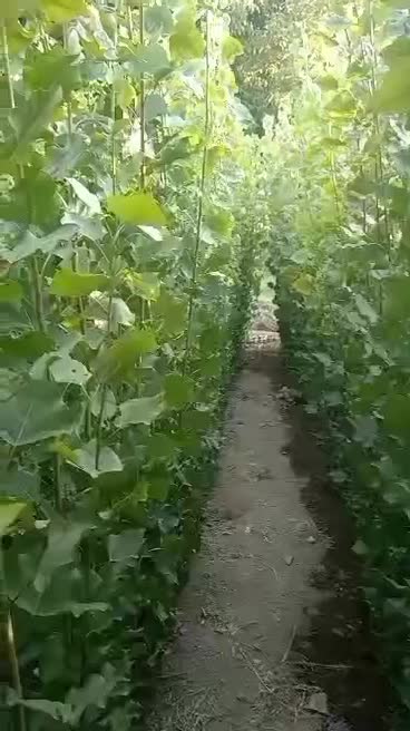 فروش نهال صنوبر نیگرا|خدمات باغبانی و درختکاری|زاینده رود, |دیوار