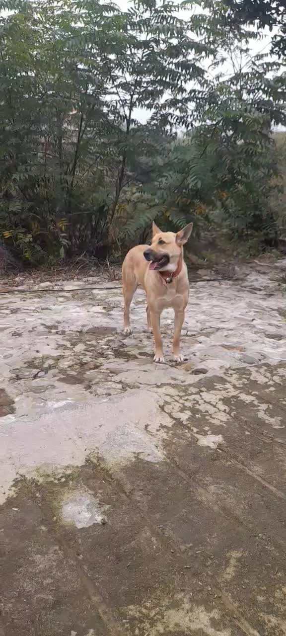 سگ مالینیوز بلژیکی ماده ۹ماه|سگ|رحیمآباد, |دیوار