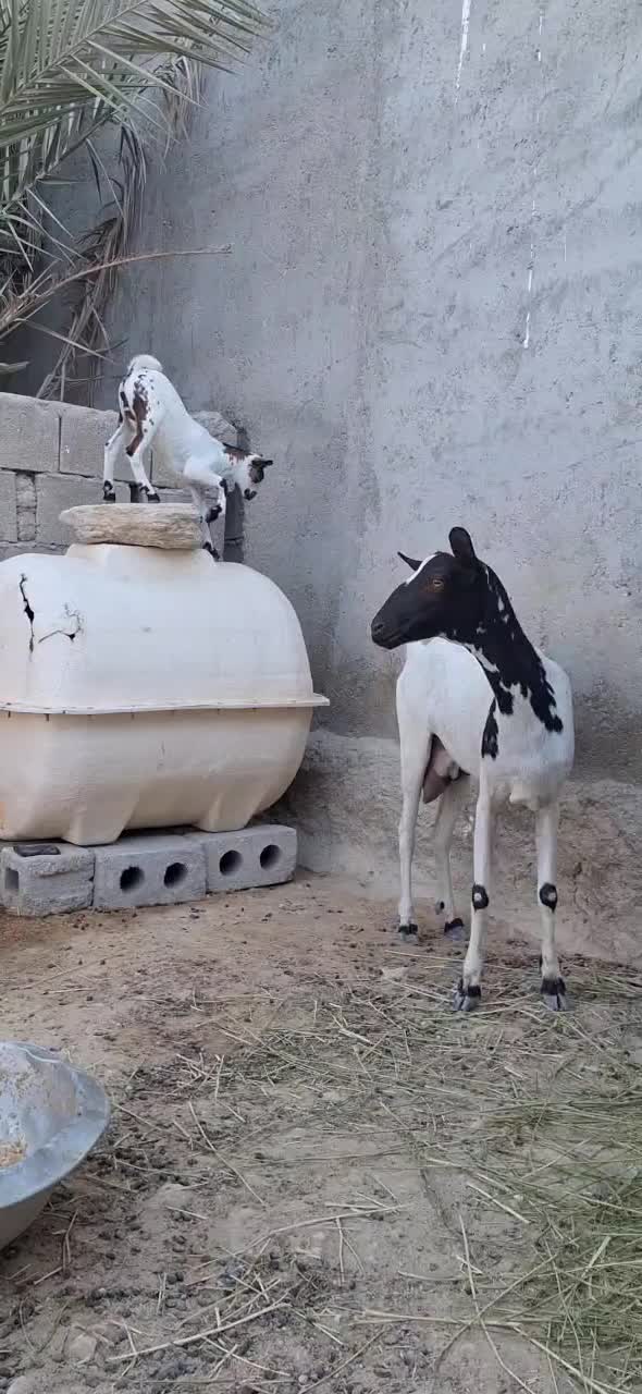 بز بابچه ماده|حیوانات مزرعه|قشم, |دیوار
