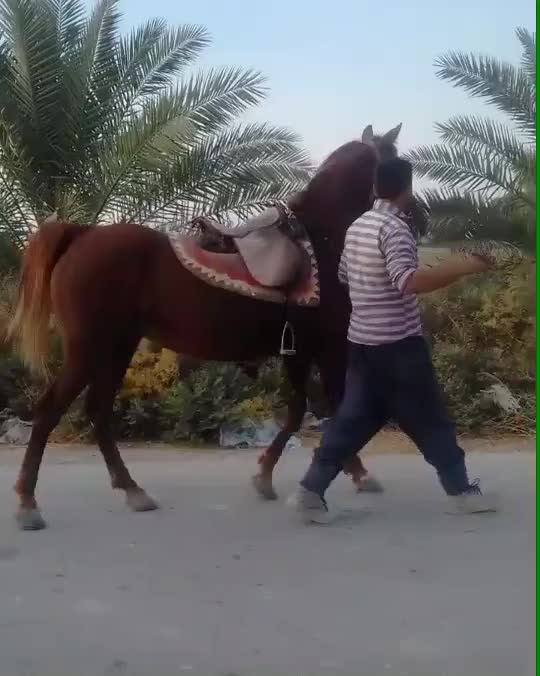 اسب|حیوانات مزرعه|گله دار, |دیوار