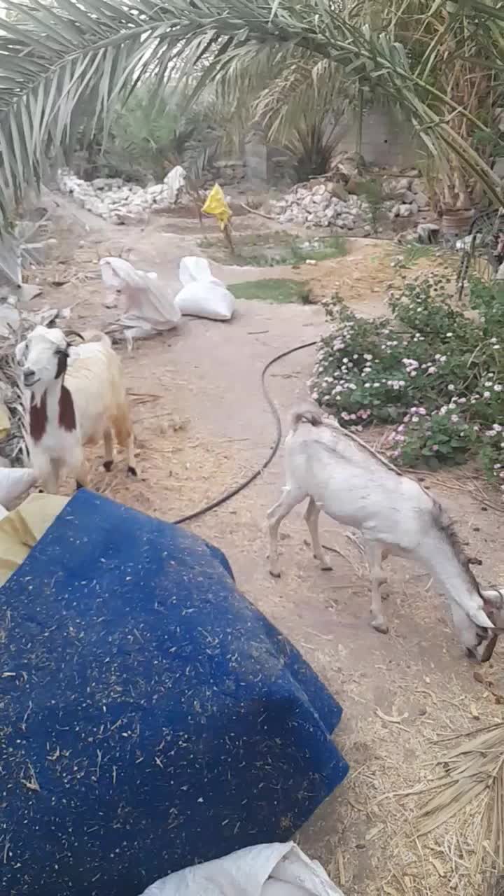 چندتا کهره ماده و ۲تانر|حیوانات مزرعه|اهرم, |دیوار