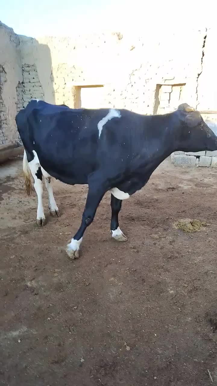 فروش گاوتک شیر|حیوانات مزرعه|سقز, |دیوار