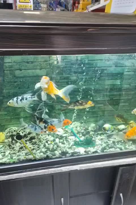 آکواریوم ماهیران|ماهی|اصفهان, شهرک صنعتی امیرکبیر (شاپور جدید)|دیوار