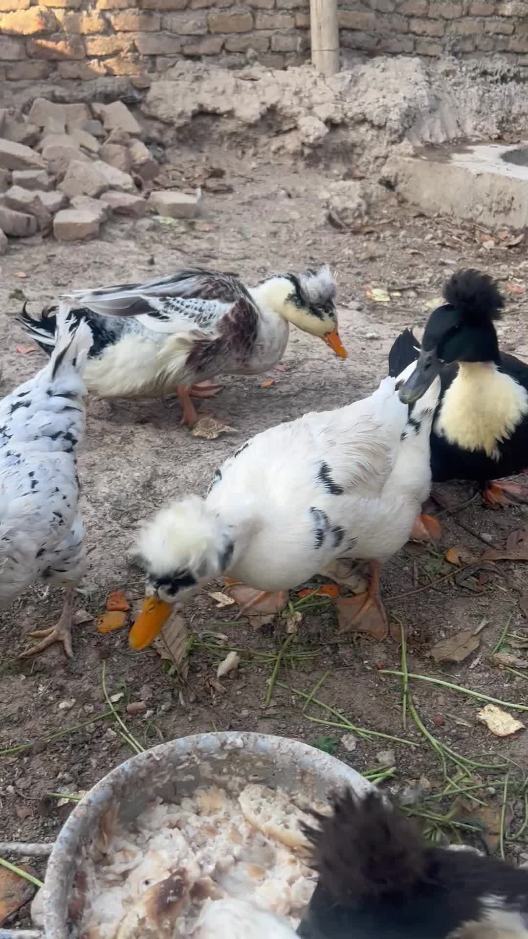 اردک کاکلی بالی|حیوانات مزرعه|وحیدیه, |دیوار