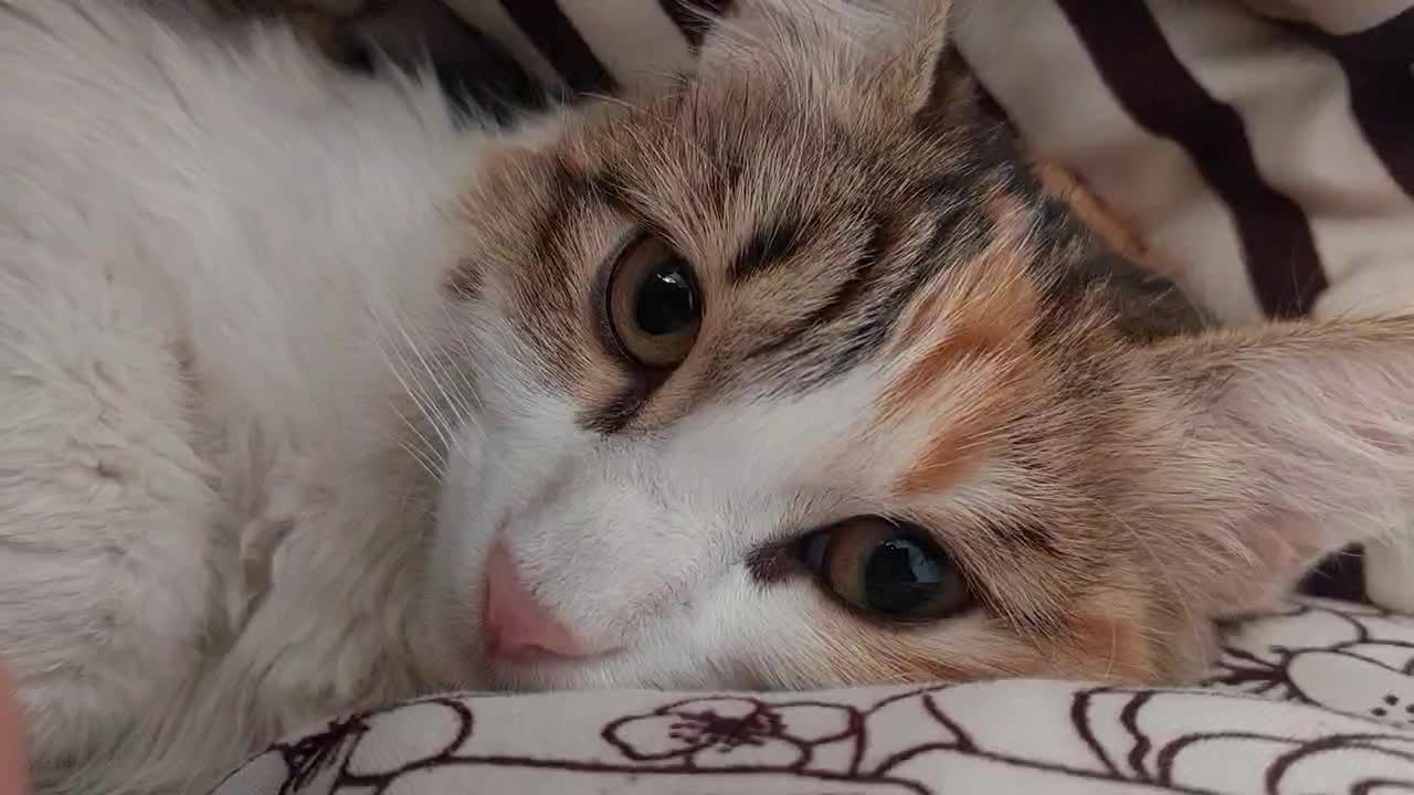 واگذاری گربه( رایگان )|گربه|بومهن, |دیوار