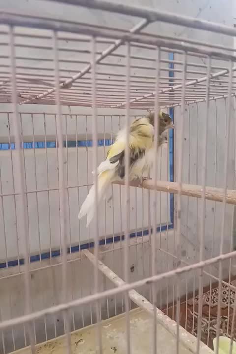 سهره ه قناری نر فری دوساله|پرنده|مبارکه, |دیوار