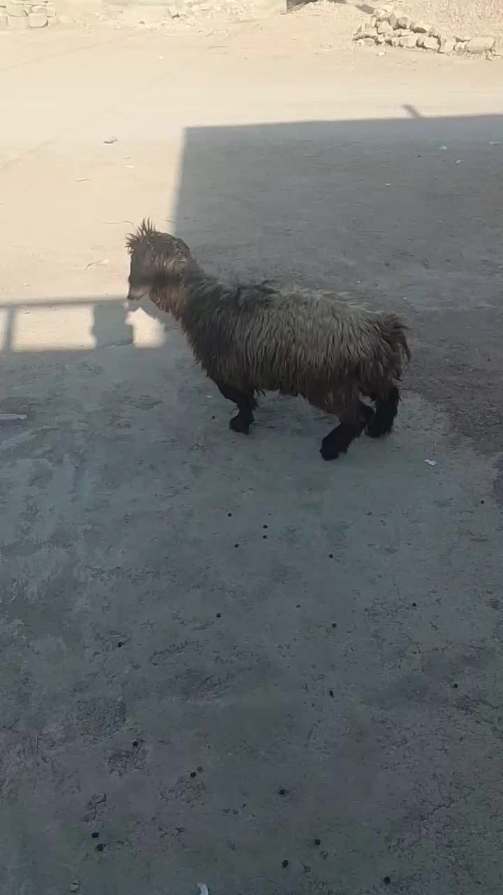 بره ماده سیا چاق چاق|حیوانات مزرعه|مسجد سلیمان, |دیوار