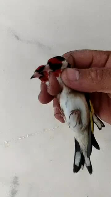 سهره.سقا|پرنده|کرمان, |دیوار