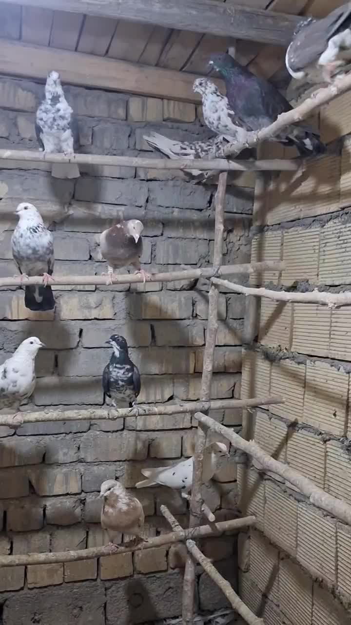 کبوتر .|پرنده|تهران, خاوران|دیوار