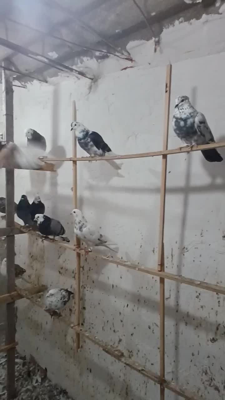 کبوتر|پرنده|گرگان, |دیوار