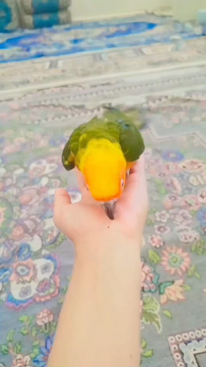 پرنده طوطی|پرنده|میبد, |دیوار