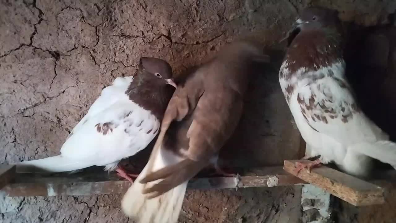 کله سرخ|پرنده|تربت‌حیدریه, پائین ولایت|دیوار