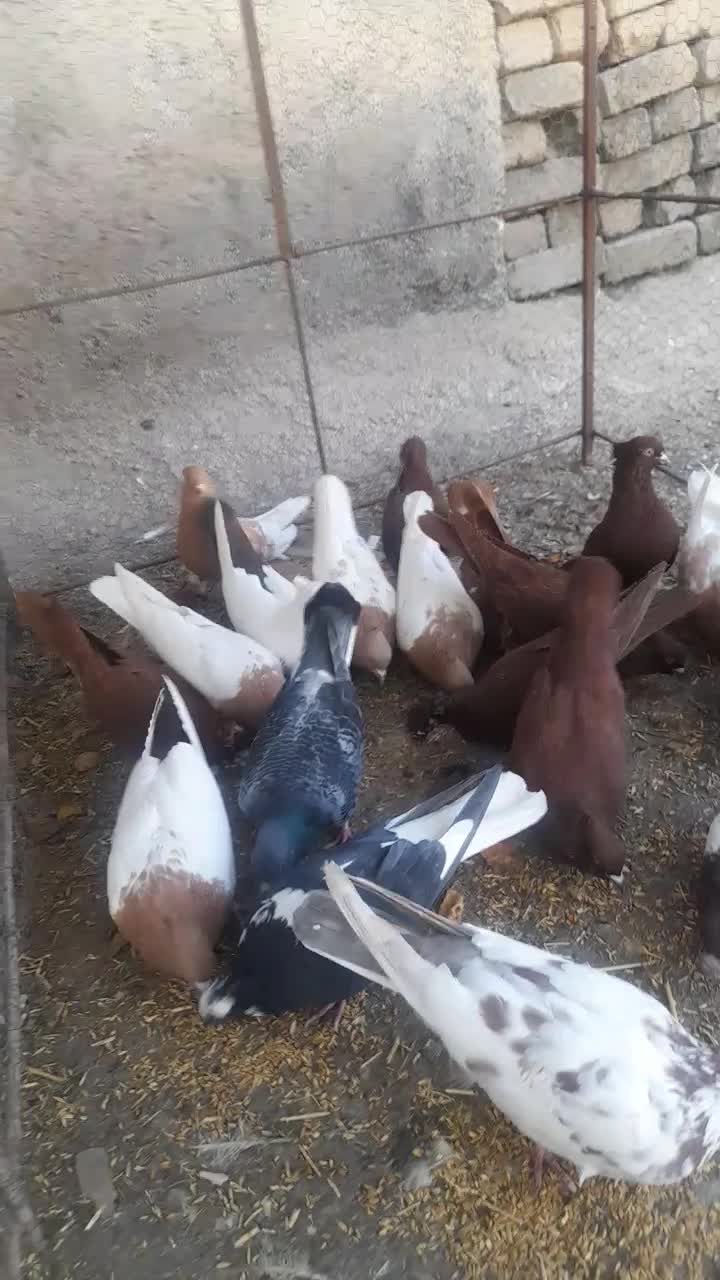 رنگ|پرنده|چگنی, |دیوار