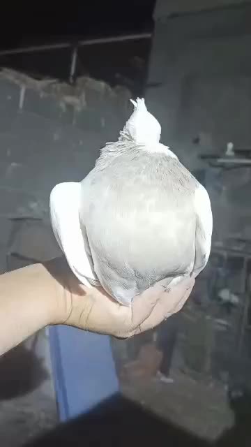 کفتر|پرنده|فهرج, |دیوار