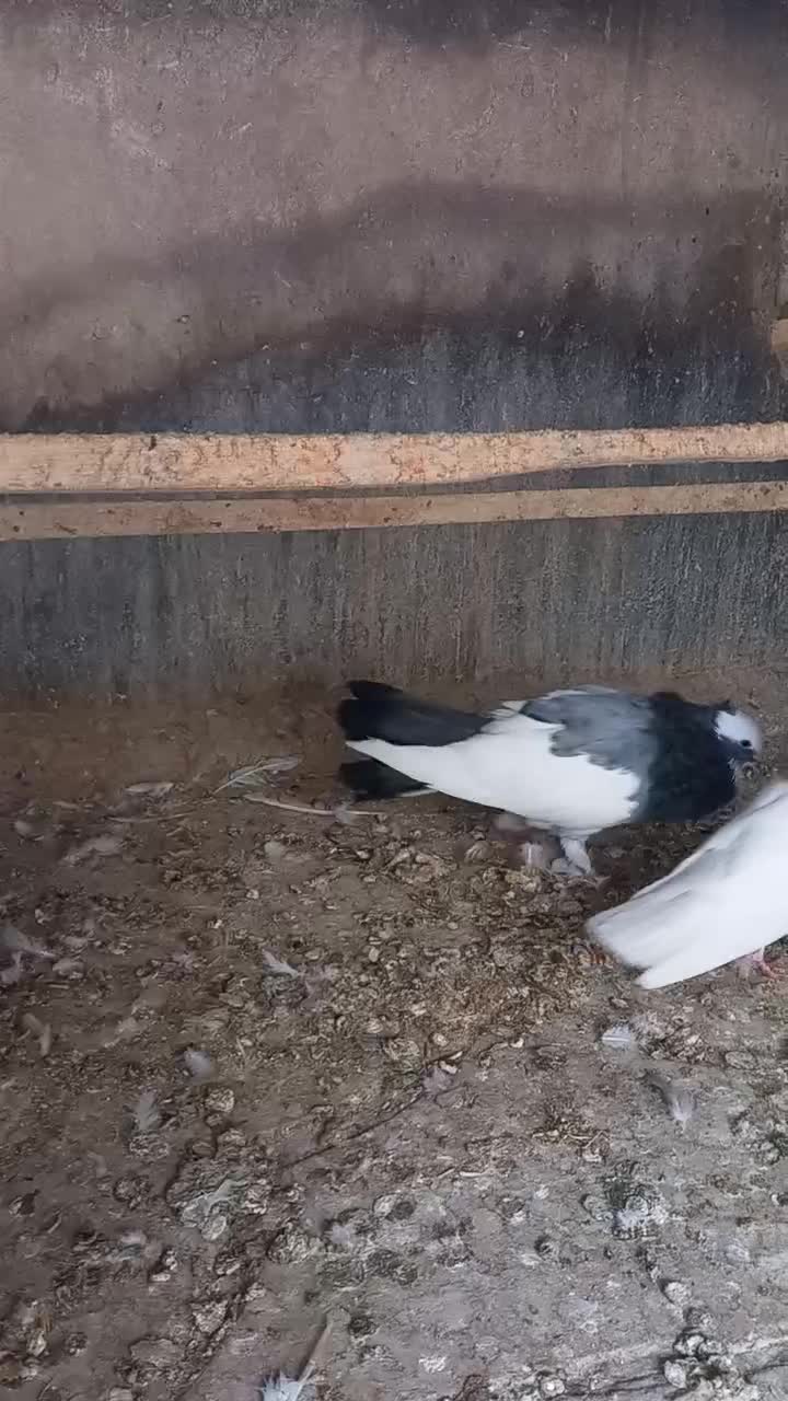 کبوتر ابلاغ|پرنده|کرمانشاه, |دیوار