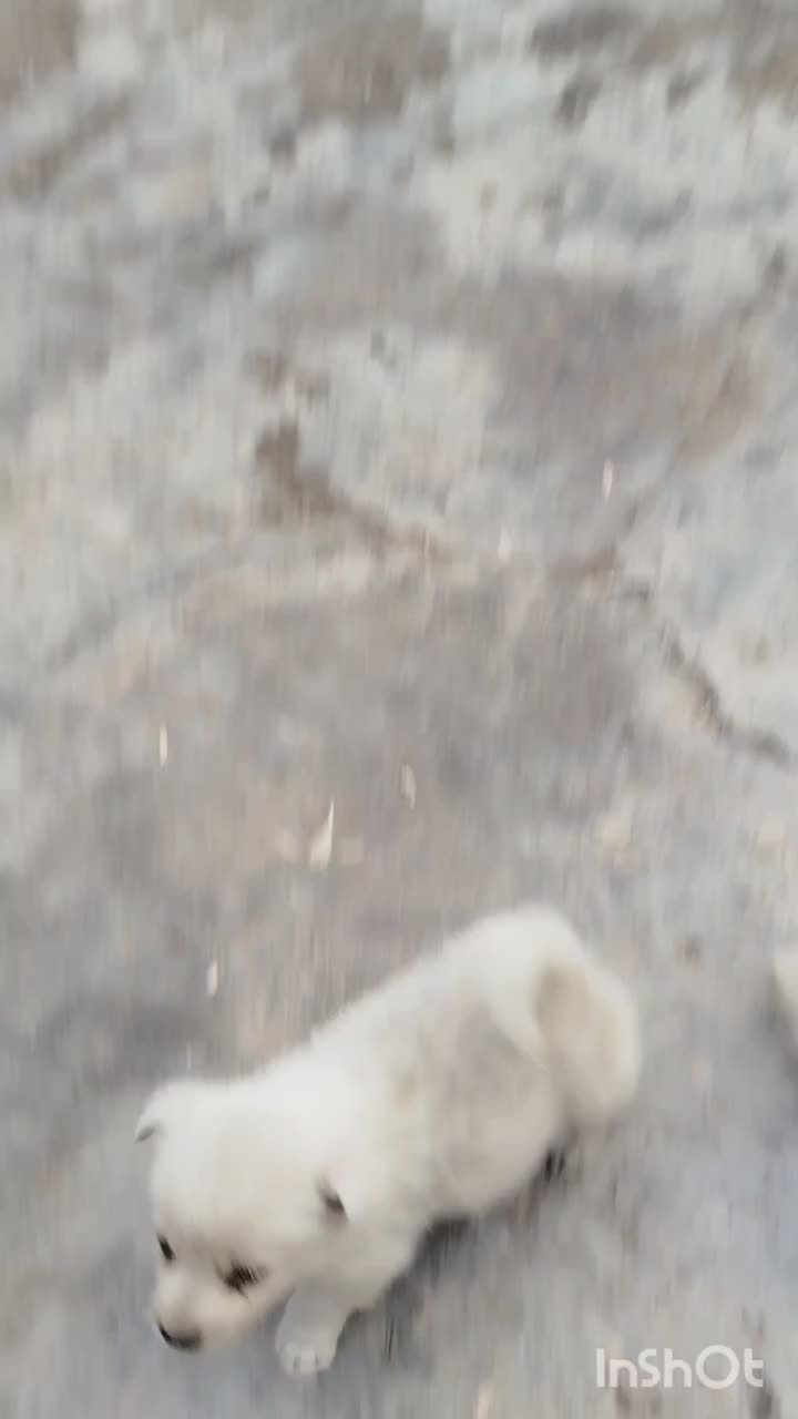 پاکوتا|سگ|یامچی, |دیوار