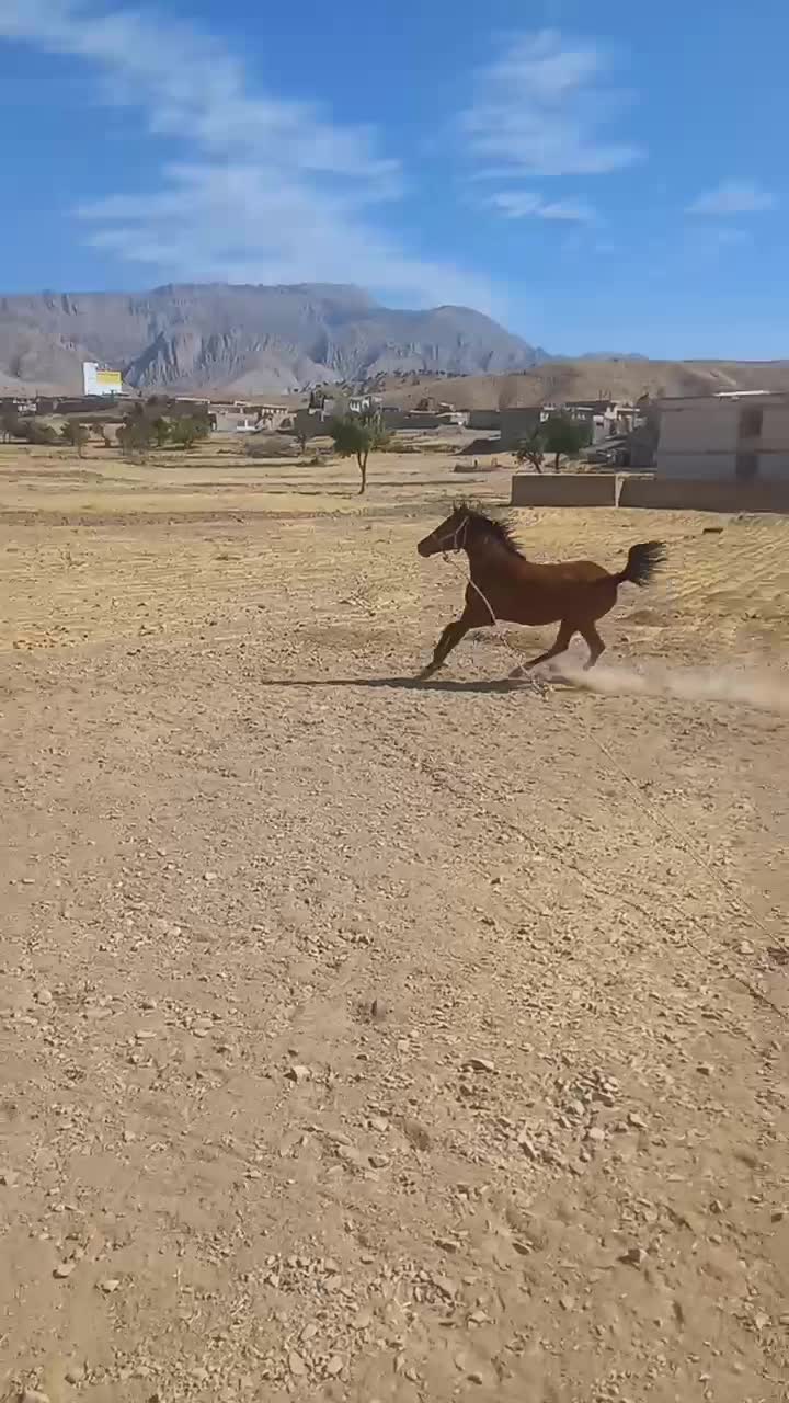 سلام یک عدد کره مادیان کرد|اسب و تجهیزات اسبسواری|ایلام, |دیوار