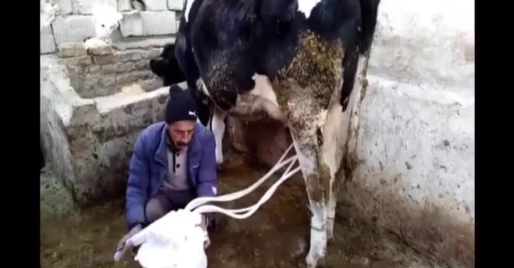 دستگاه شیردوش دستی / برقی سیار گاو گوسفند بز شتر|ماشین‌آلات صنعتی|زابل, |دیوار
