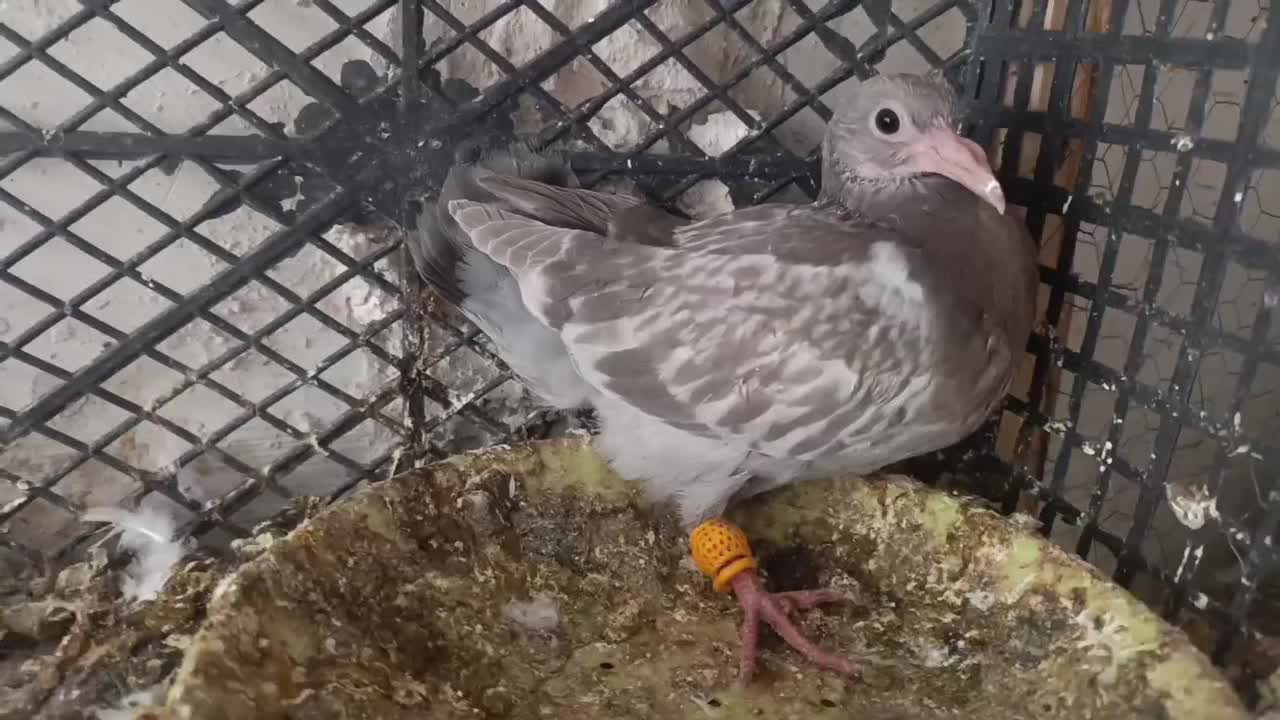 جوجه سار ه مشکی قزوینی|پرنده|تربتحیدریه, مسجد جامع|دیوار