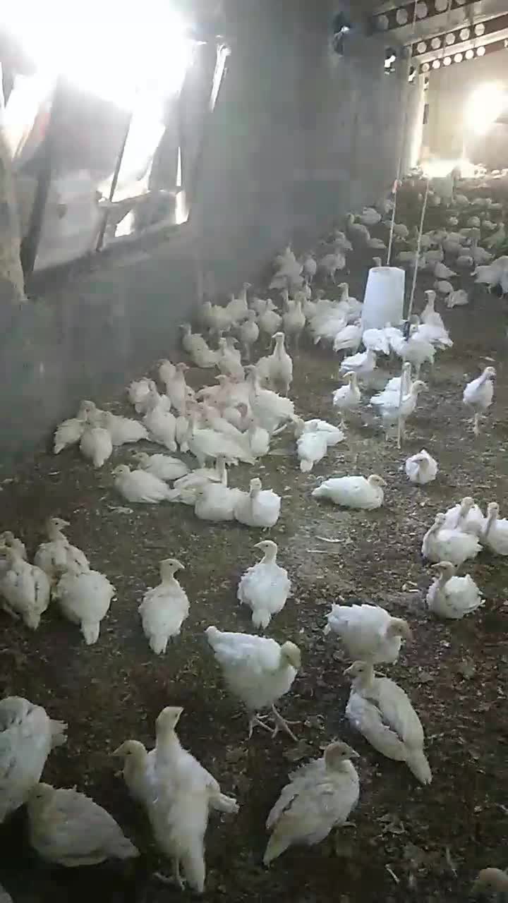 بوقلمون بیوتی 6 و برنز|حیوانات مزرعه|مشهد, احمدآباد|دیوار