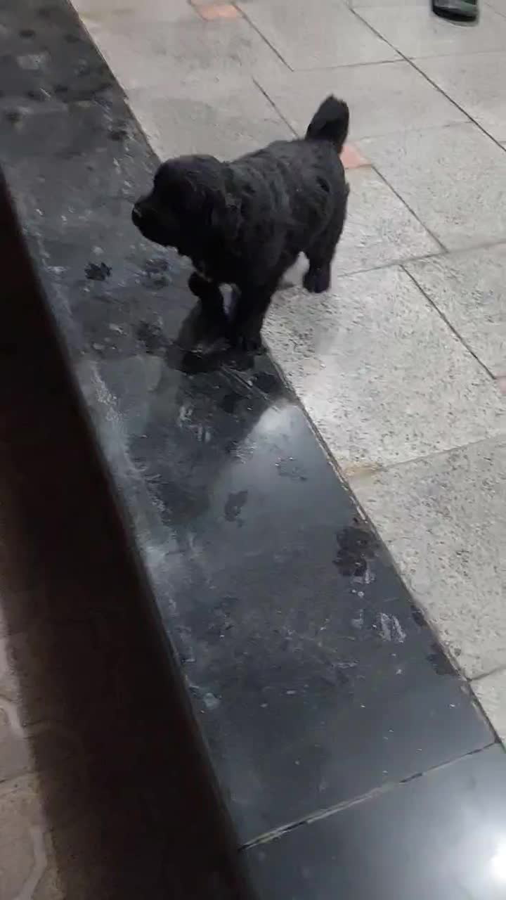 شاتوله قدرجونی لاس|سگ|مبارکه, |دیوار