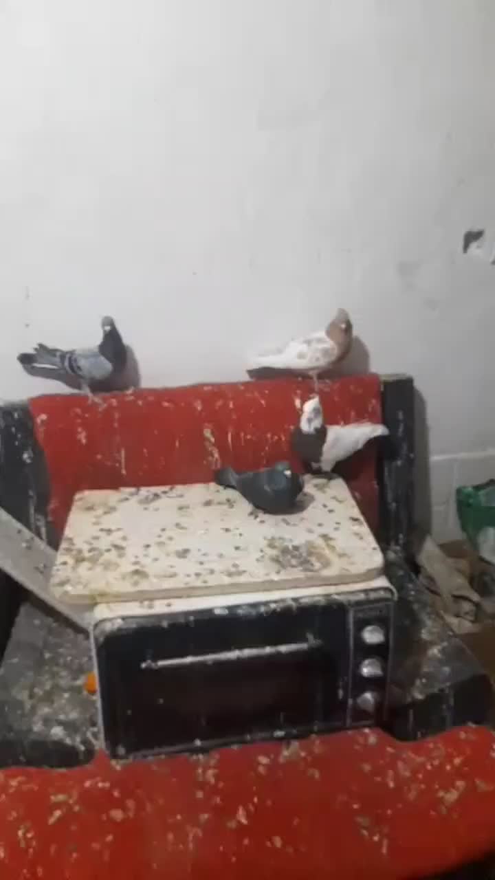 کبوتر،طوقی،سینه،کله، پلاکی|پرنده|مرودشت, تامین اجتماعی‎|دیوار