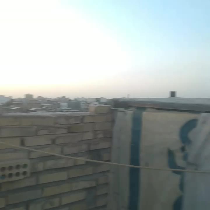 کفتر پرشی|پرنده|سبزوار, جوادیه غربی|دیوار