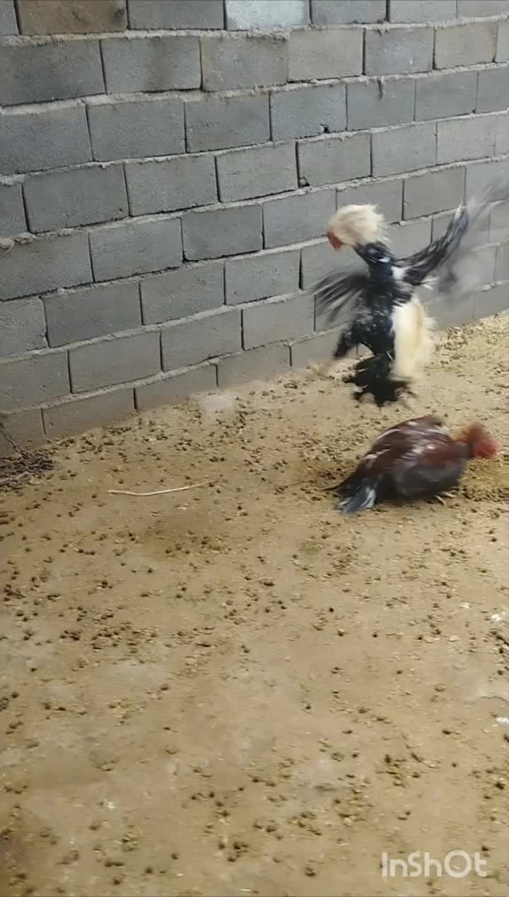 خروس لاری|حیوانات مزرعه|سنگدوین, |دیوار