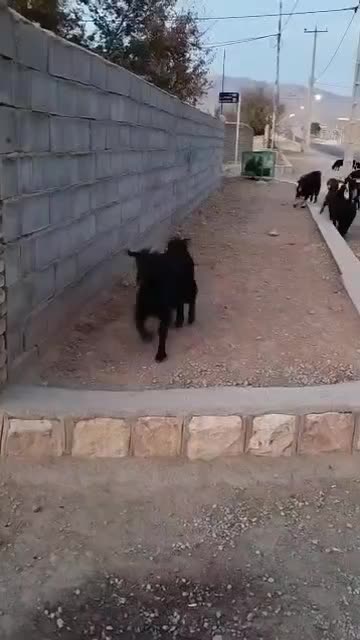 بز داشتی درشت هیکل|حیوانات مزرعه|اقلید, |دیوار