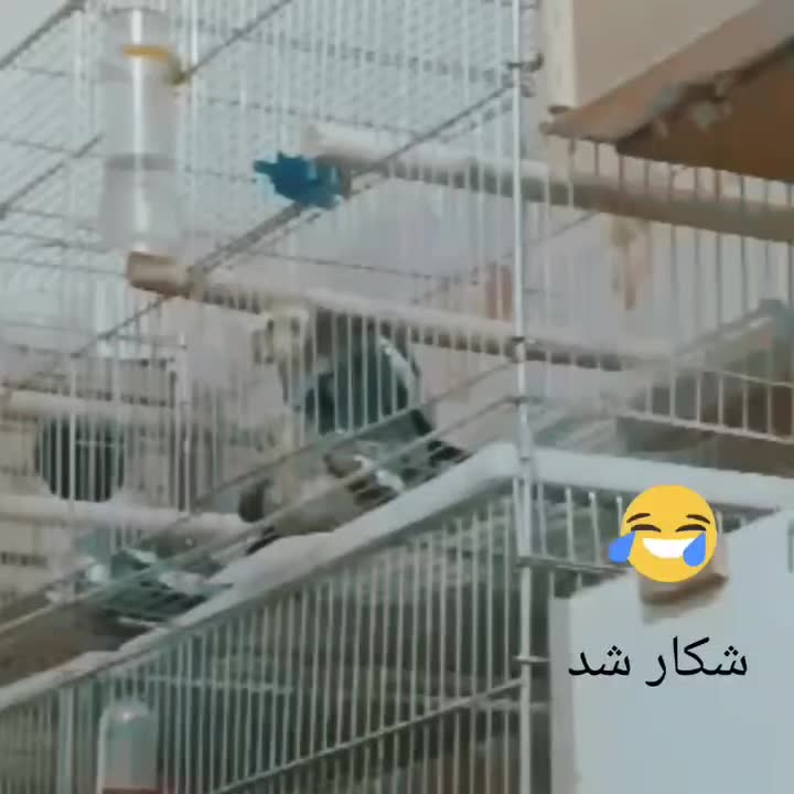 جفت عروس هلندی مولد شرطی|پرنده|شوشتر, |دیوار