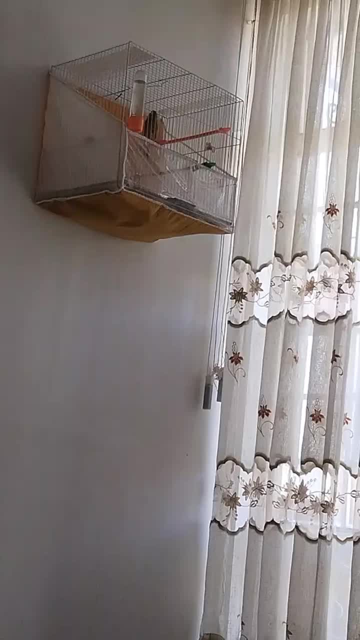 قناری نر مست خون|پرنده|گلمکان, |دیوار