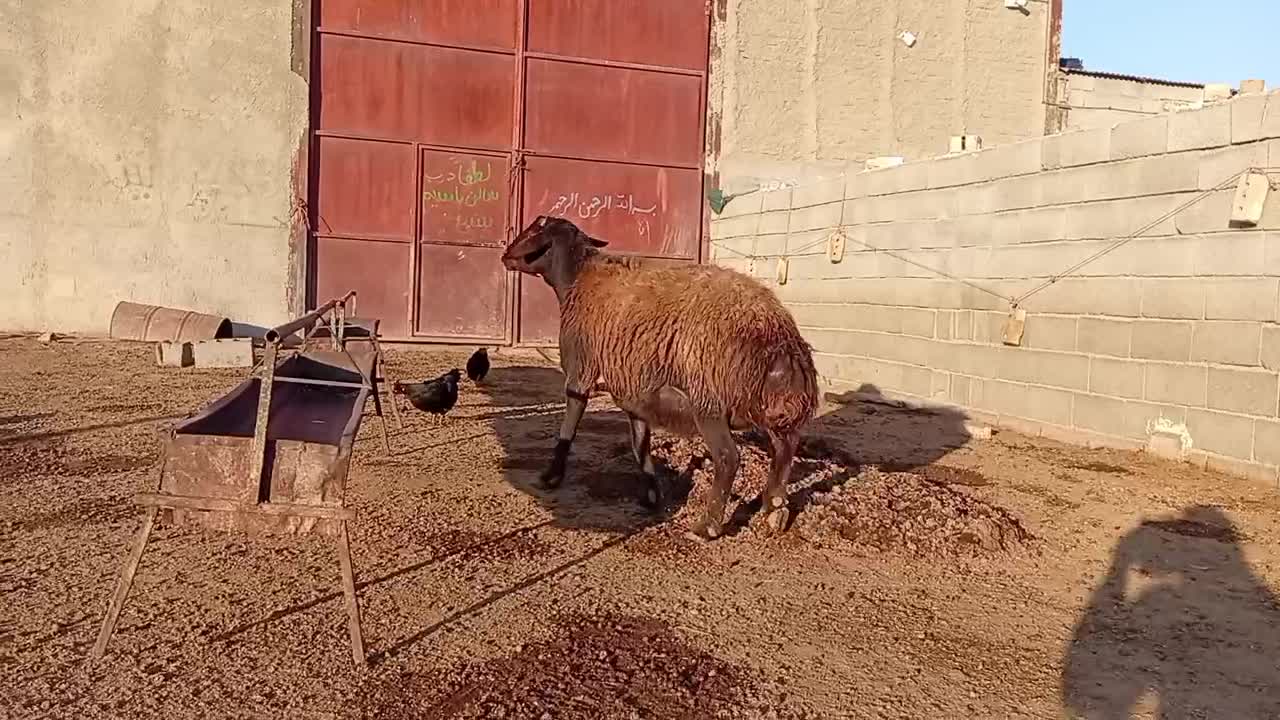 قوچ هترو|حیوانات مزرعه|طاغنکوه, |دیوار