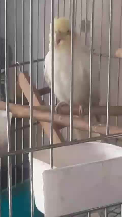 عروس هلندی|پرنده|کرج, شهرک شهرداری|دیوار