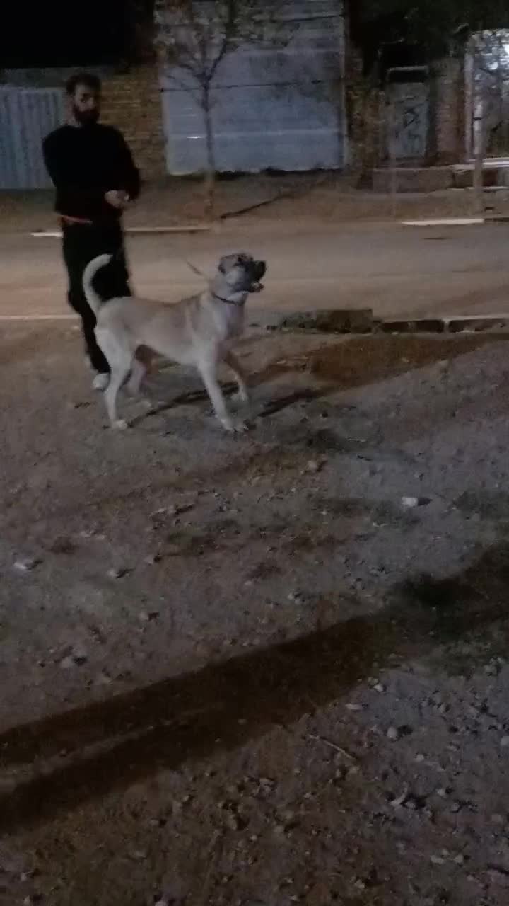 سگ حیاط|سگ|بشاریات, |دیوار