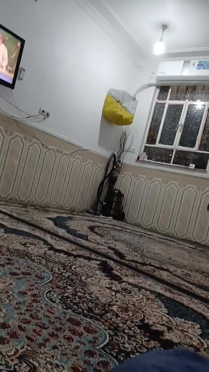 قناری نرمست مست|پرنده|بندر ماهشهر, |دیوار