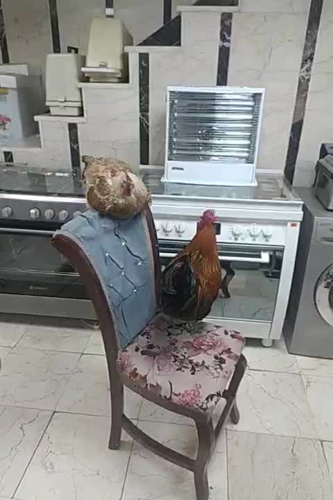 مرغ و خروس|حیوانات مزرعه|نسیم‌شهر, |دیوار