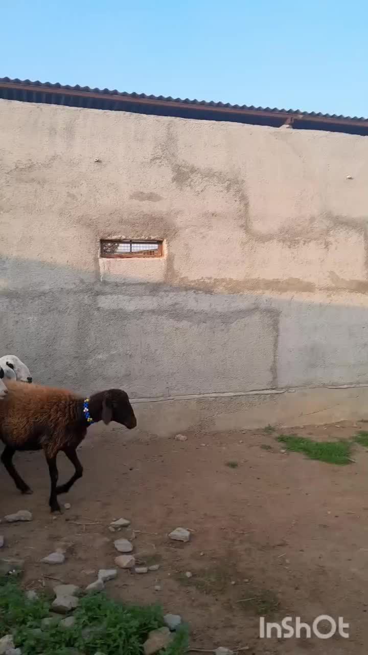 سلام 5عدد گوسفند توقلی زیره خاکی ناب|حیوانات مزرعه|سیمین شهر, |دیوار