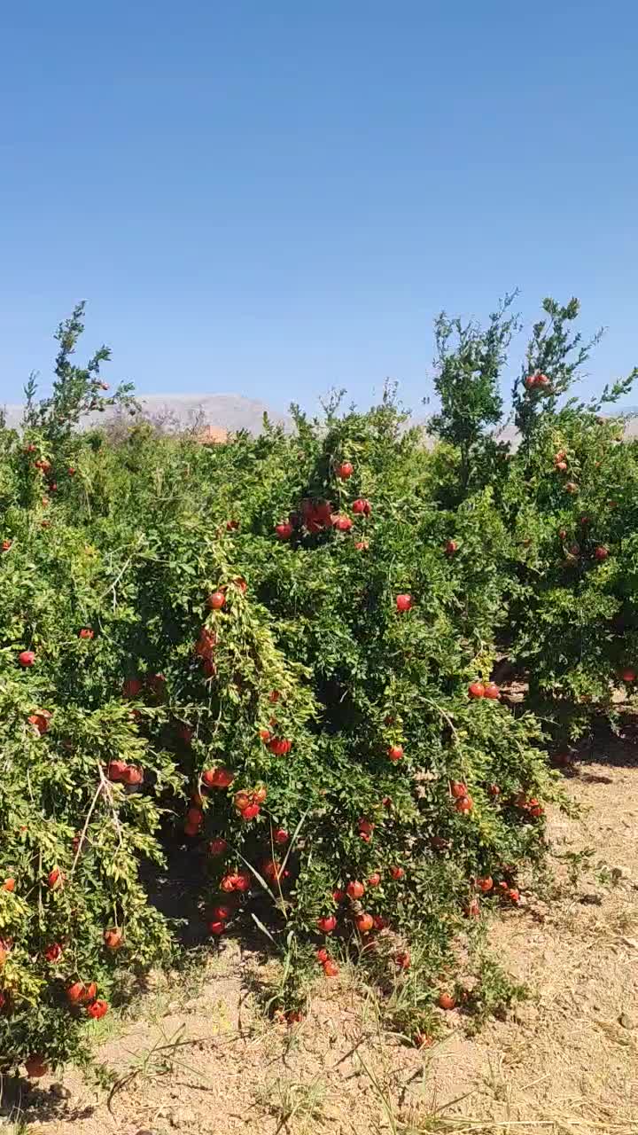 کارشناس رشد تناژ و تغذیه خاک|خدمات باغبانی و درختکاری|صدرا-فارس, فاز ۲|دیوار
