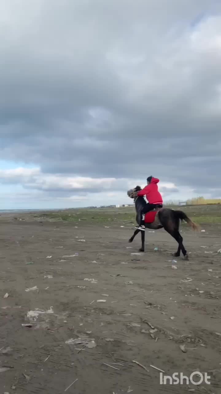 اسب کرد|اسب و تجهیزات اسبسواری|خشکبیجار, |دیوار