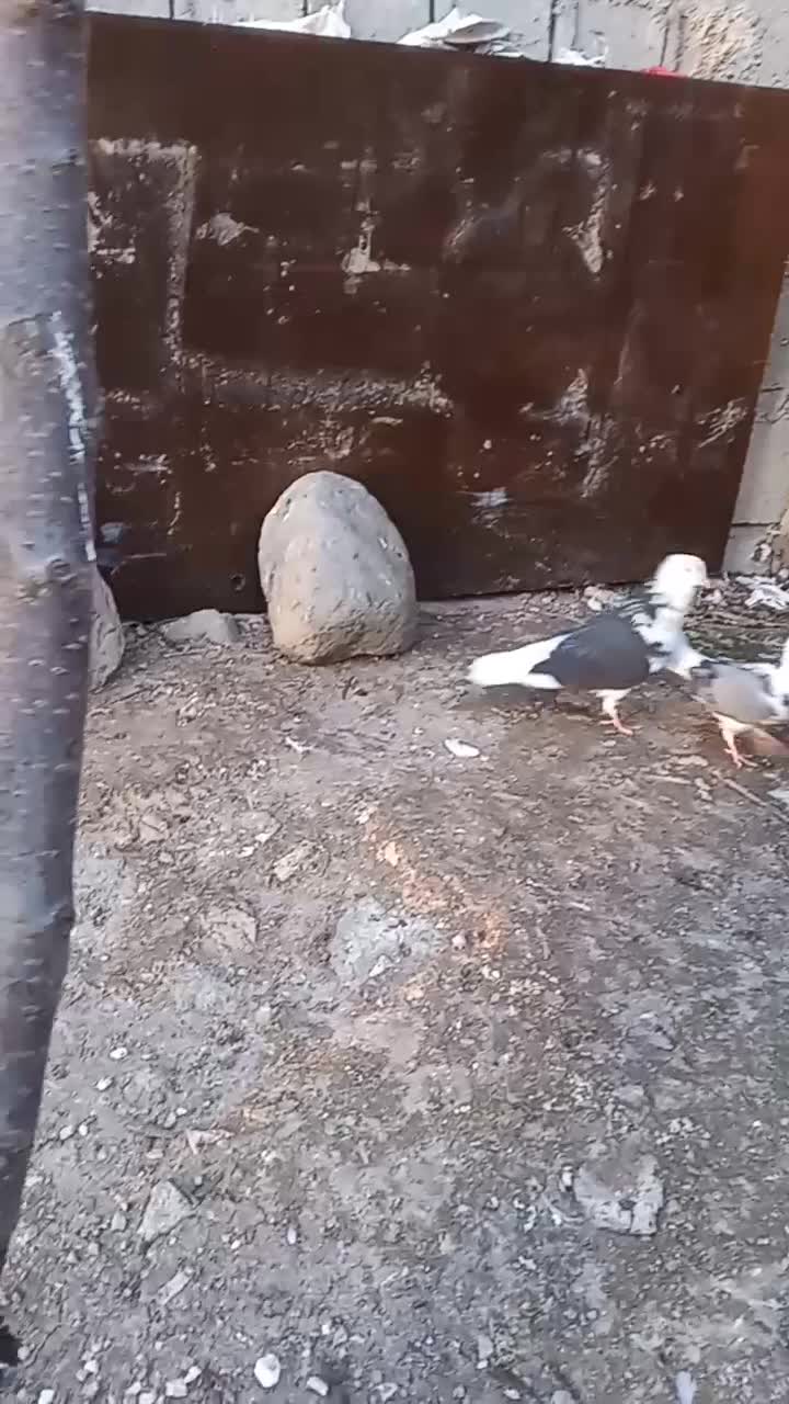 ۵۰۰۰۰۰۰|پرنده|مشگین شهر, |دیوار