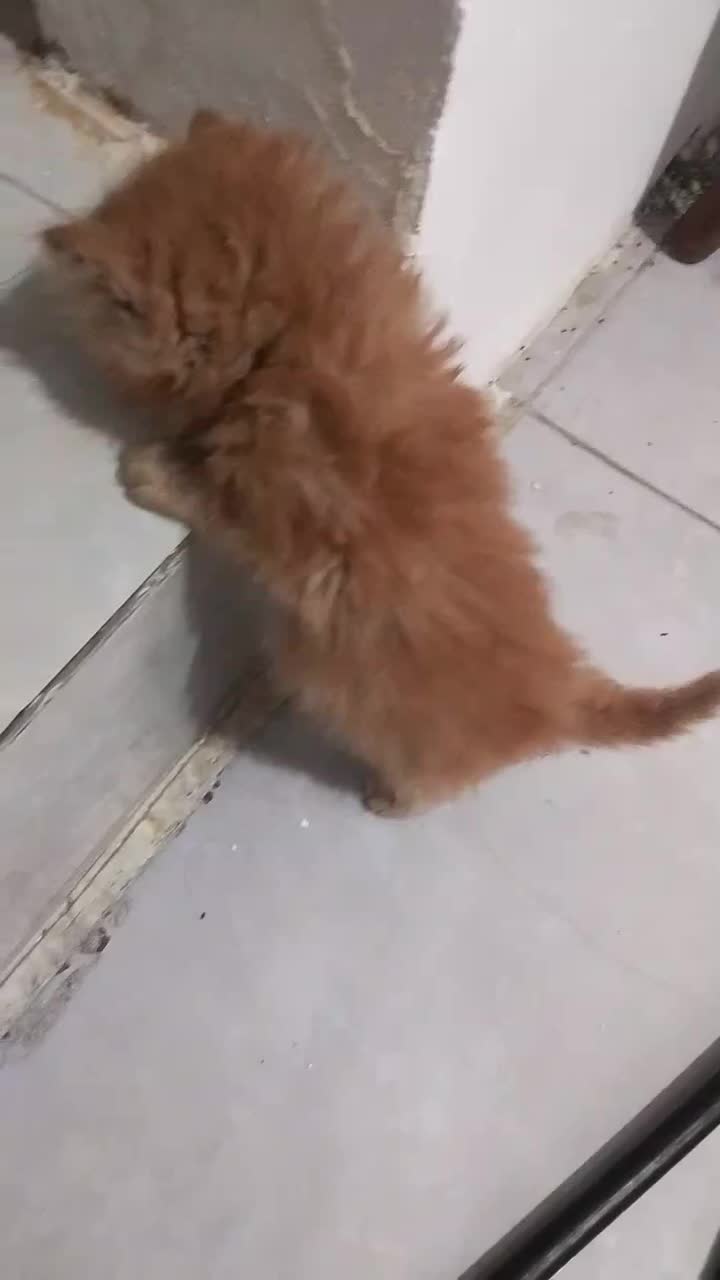 گربه واگذاری|گربه|کرمانشاه, |دیوار