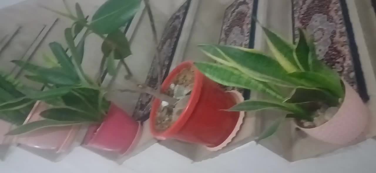 گل وگیاه طبیعی|گل و گیاه طبیعی|نسیمشهر, |دیوار