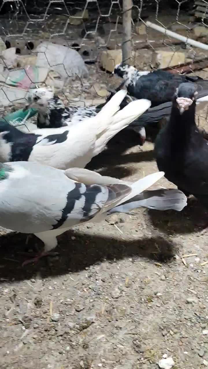 کبوتر پرشی|پرنده|تاکستان, |دیوار