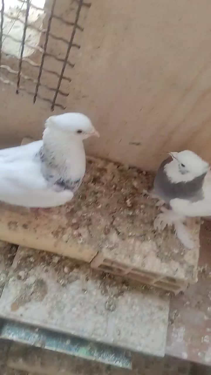 کفتر طوقی|پرنده|صدرا-فارس, فاز ۱|دیوار