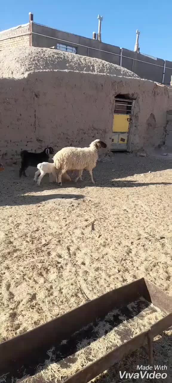 میش جوان زایش اول فروشی|حیوانات مزرعه|زیرکوه, |دیوار