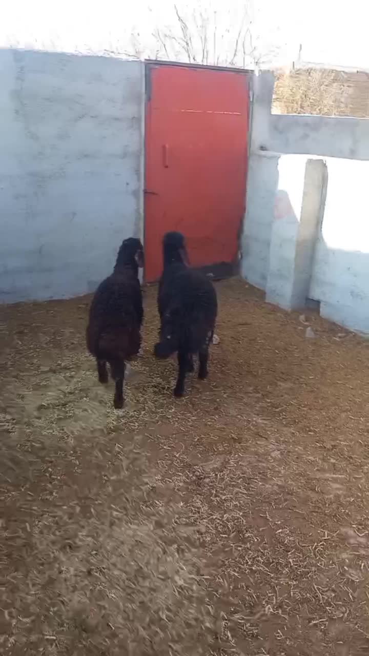 نر بره|حیوانات مزرعه|شاهرود, |دیوار