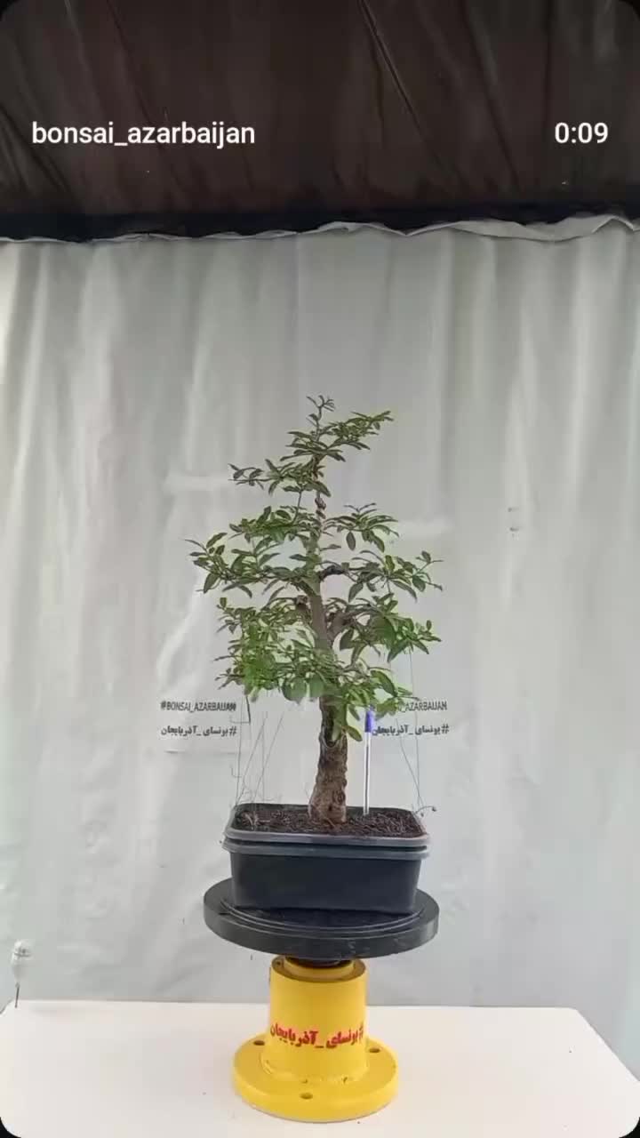 بونسای انار|گل و گیاه طبیعی|ری, حمزه‌آباد|دیوار