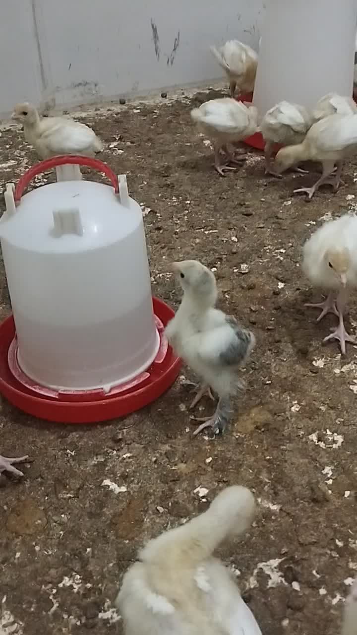 فروش مرغ وجوجه وبلدرچین وبوقلمون|حیوانات مزرعه|زرقان, |دیوار